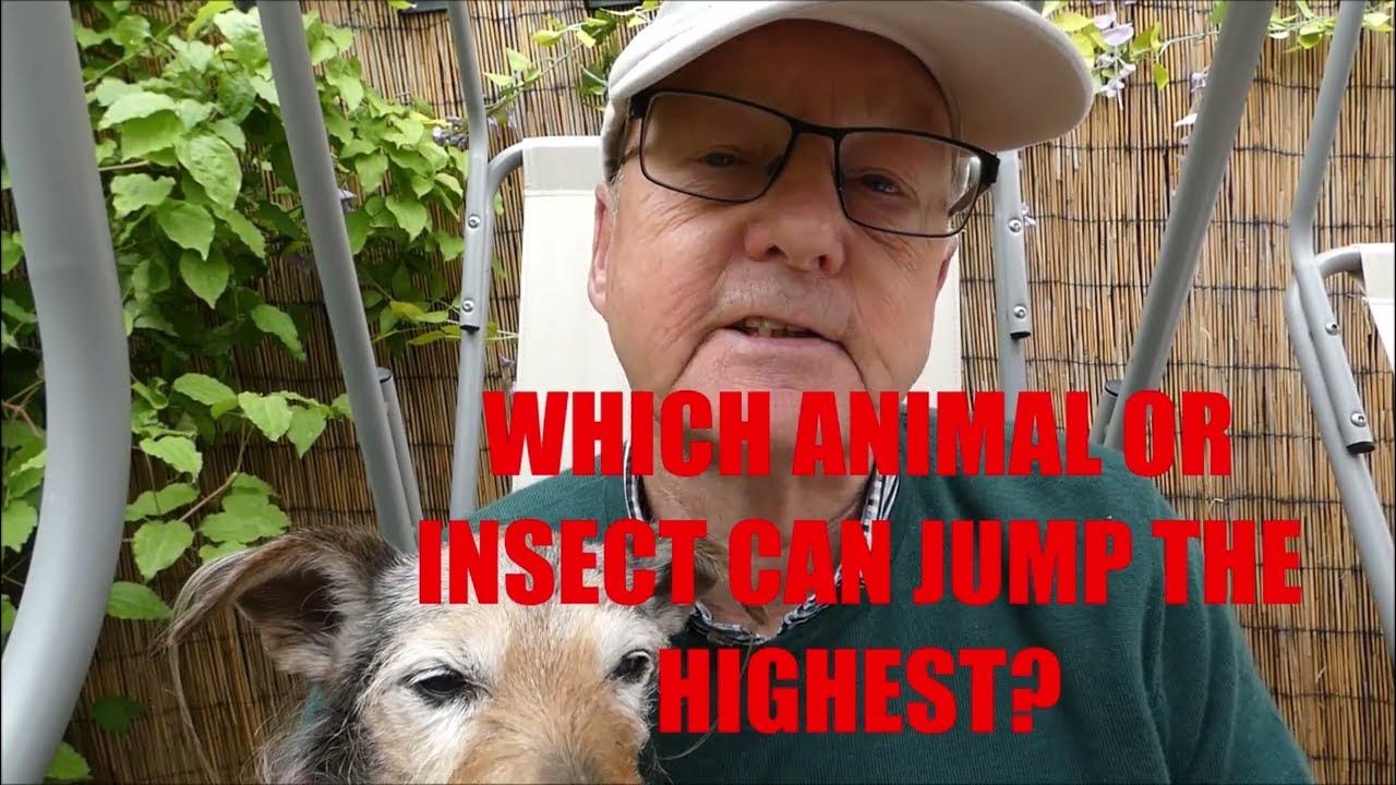 WHICH ANIMAL OR INSECT CAN JUMP THE HIGHEST? YouTube