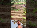 "Banana farming under coconut trees! Smart & effective! 🍌" #bananafarming #smartfarming #agriculture