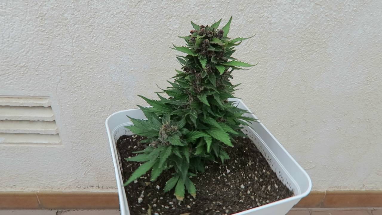SWEET MIX AUTO CULTIVADA EN MACETA DE 18 LITROS EN EXTERIOR