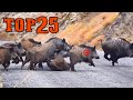  full shots top 25 yaban domuzu avi  shotkam  best wild boar hunting compilation hog hunts pig