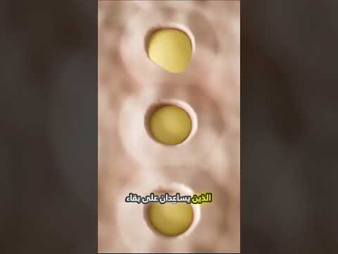 كيف يعمل ديرما رولر