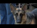 Montana K9 Sports brings training to Western Montana Montana K9 Sports brings training to Western Montana