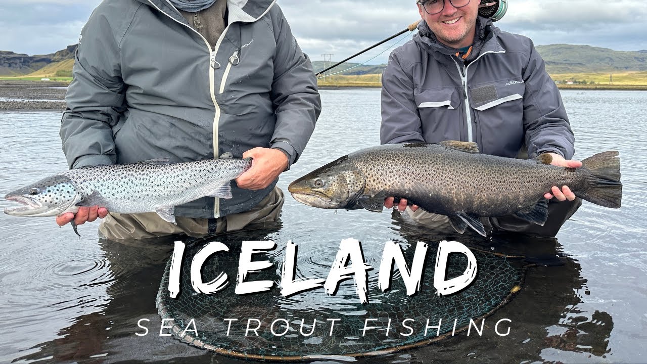 Sea trout fishing in Iceland big sea trout on crystal clear rivers