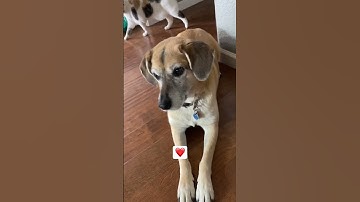 Perfect loop 😆❤️ #shorts #dog