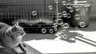 Cute And Funny Cats Playing With Bubbles