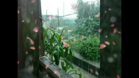 Mama tui ng chu