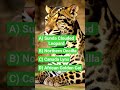 🐆 Can You Guess This Wildcat? #ghummantech #scholarplay