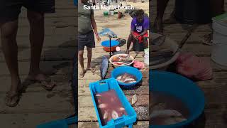 Santa Maria Beach, Sal, Cape Verde | FORCV