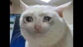 Yo quería una hamborgesa