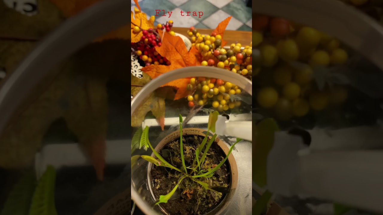Watch The Venus flytrap flower 🌸 😋 #venusflytrap #danielsallaku on YouTube Watch The Venus flytrap flower 🌸 😋 #venusflytrap #danielsallaku on YouTube