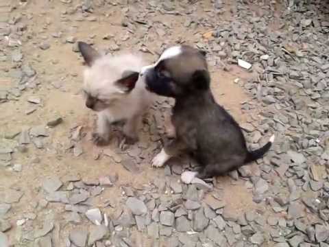 Vídeo: Filhote De Cachorro X Gato