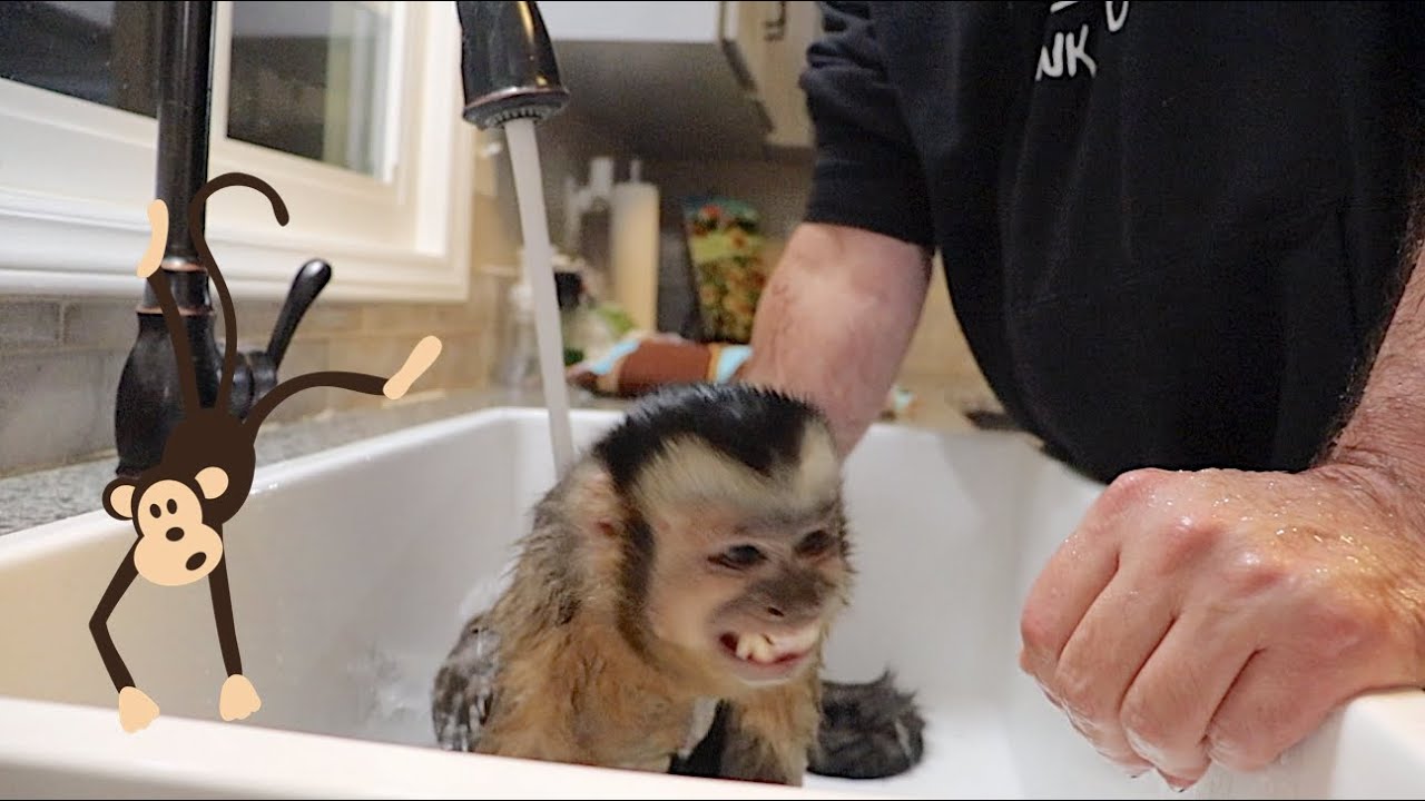 MonkeyHappy Takes CALM Bath!
