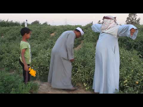 الحاج درديري عمل خيال مقاته في ابوامين