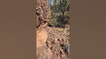 African rock python #python #snake #animal #wildlife