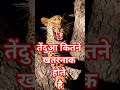 तेंदुआ कितने खतरनाक होते हैhow dangerous are leopards || #leopard #viral #animals #dangerous #shorts
