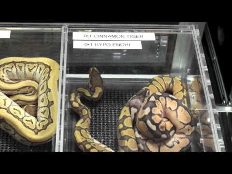 Canadian Reptile Breeders Expo-Ball Python Edition!
