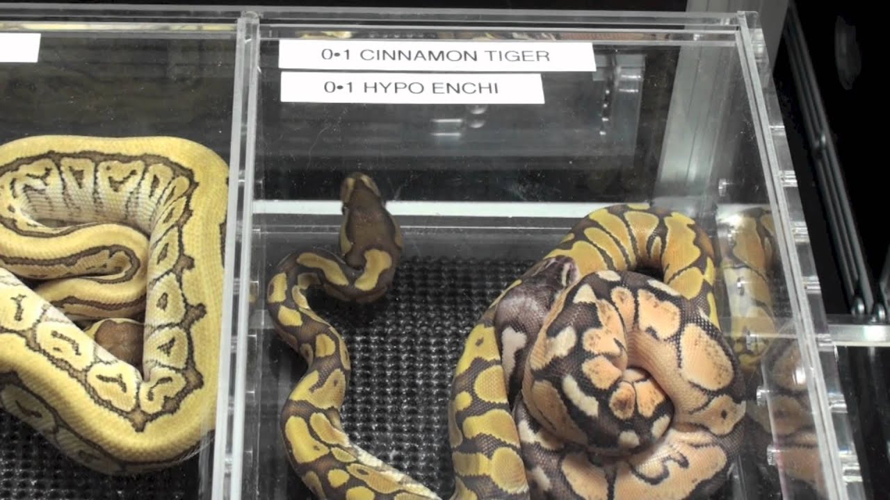 Canadian Reptile Breeders Expo-Ball Python Edition! - YouTube