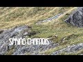 Glorified Goats | Chamois Hunting in New Zealand 2017
