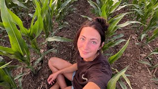 Laying Out Pipe In A Corn Field