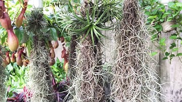 Cây không khí treo