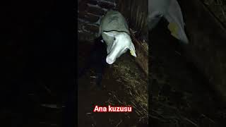 Kuzu Kara Koyun Beyaz Akıl Işi Değil Bakışları...