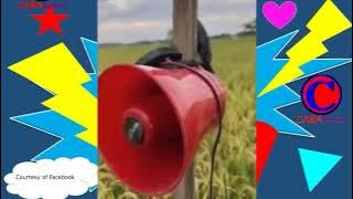 Kreatif! Petani Ini Ciptakan Alat Pengusir Hama Burung Paling Ampuh di Sawah | CARAnesia