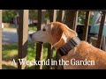 A weekend in the Garden