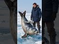 Seals Bounce 20 Feet High on Arctic Ice Trampolines!