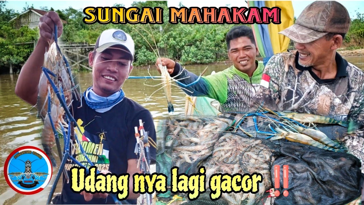 Alhamdulillah masih ada Rejekinya ‼️ mancing Udang galah di sungai Mahakam .