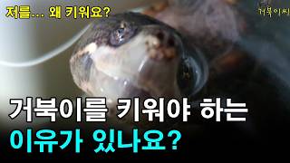 [#거북이씨​]  거북이를 키워야 하는 이유가 있나요?