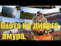 Охота на дикого амура. Продолжение