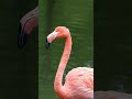 Flamingo Sound Effects 