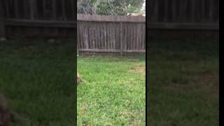 Slow Poke