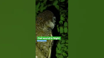 Indian Owl Sound In Night.