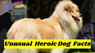 Facts about Rough Collie dog