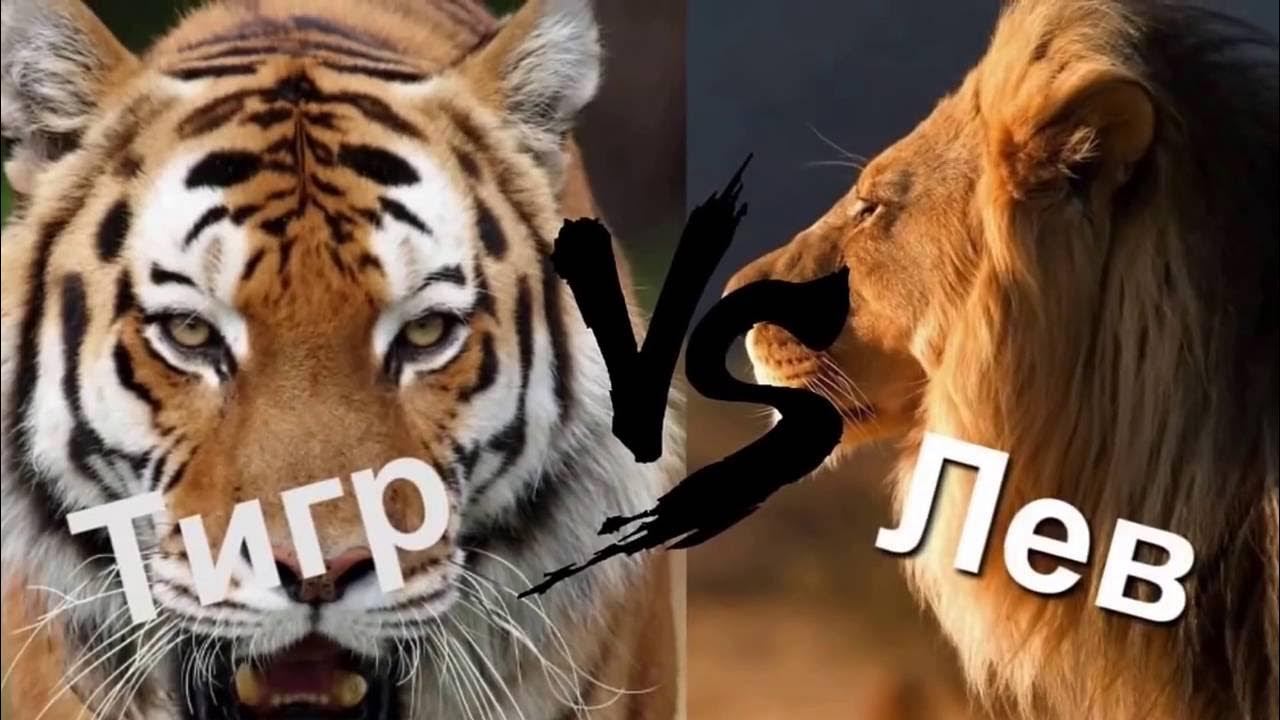 Что за лев этот тигр mp3. Лев против тигра. Тигр vs Лев. Тигр побеждает Льва.