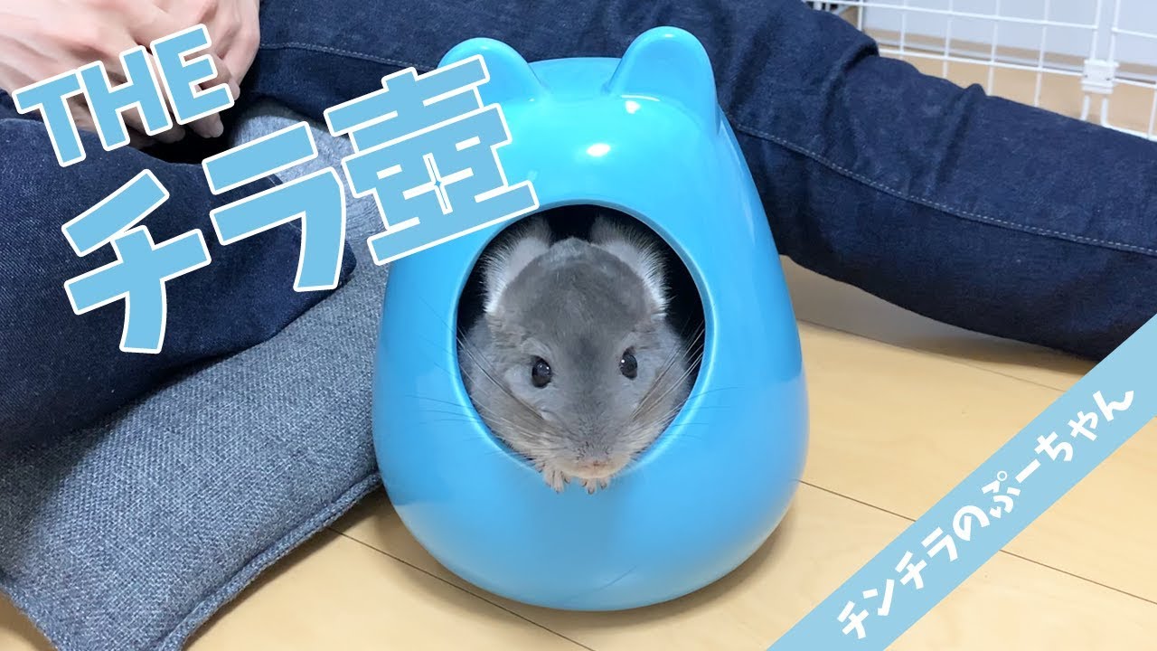 小動物 チンチラ 保育器 小動物 チンチラ 保育器 【公式通販】