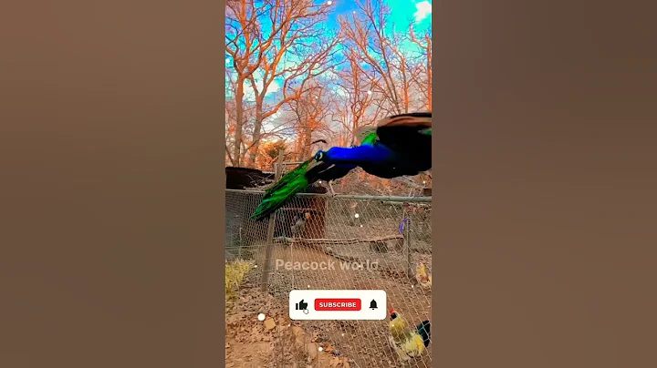 🦚Peacock Flying Short Video। #shorts