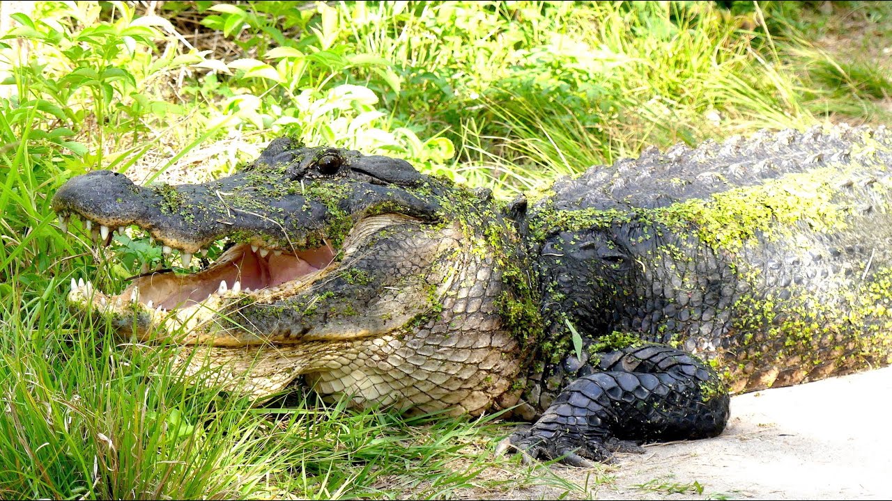 ALLIGATOR MATING SEASON THE GOOD THE BAD AND THE UGLY YouTube Alligator mating season the good the bad and the ugly youtube