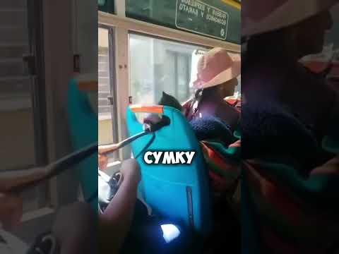 Кот в автобусе хочет украсть сумку! #смешно #коты #питомцы #shorts