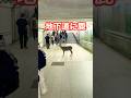 地下道に鹿🦌外国人観光客も鹿に挨拶していますNARA PARK
