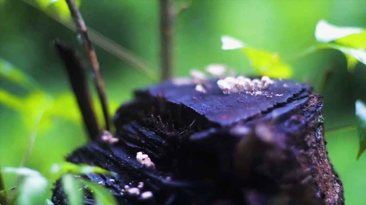 WET 4K   SAD EMOTIONAL BACKGROUND MUSIC   NATURE CINEMATIC B ROLL