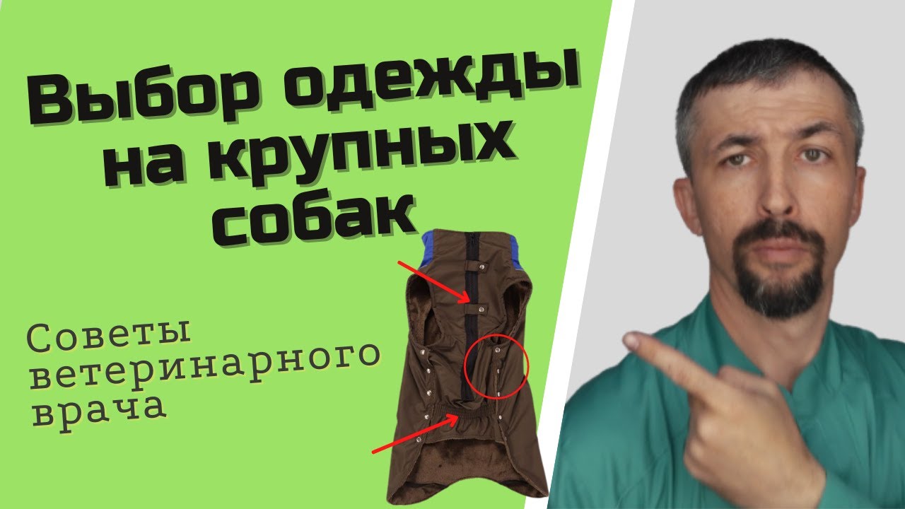 одежда wildberry для собак крупных пород