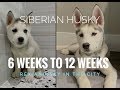 HUSKY PUPPY WEEK BY WEEK | Siberian Husky 6 weeks to 12 weeks