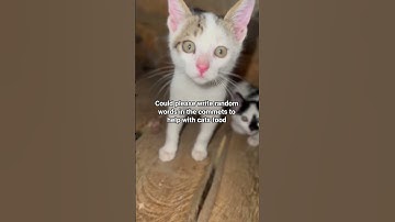 Please help with cats food donate to the link in the description. Thank you be blessed #help #sad