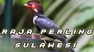 Burung raja perling hasil dari hutan , gacor alami (no masteran)