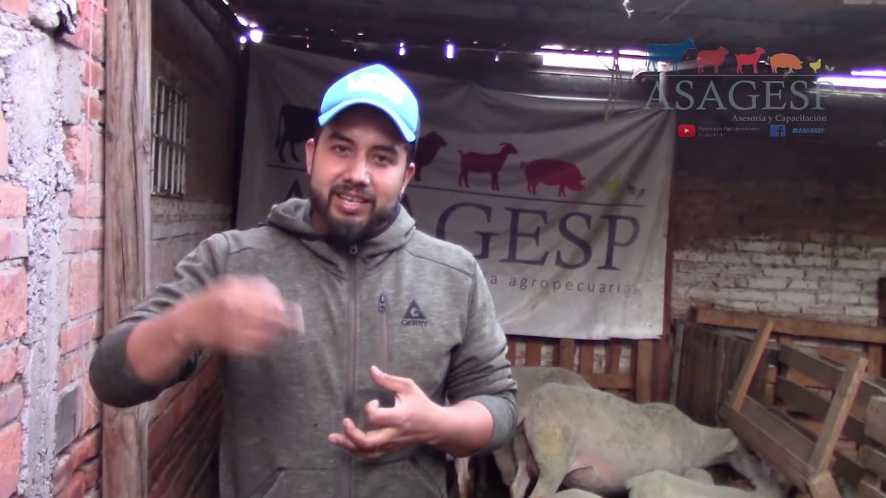 Como crear calostro artificial para corderos huérfanos