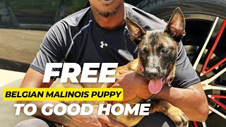 Good Homes | Belgain Malinois