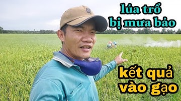 Phun thuốc giai đoạn cong trái me và kết quả vào gạo vụ hè thu Thanhdotv