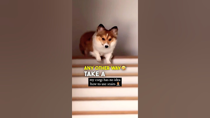 I've Never Seen a Corgi Do This 🤣🤣